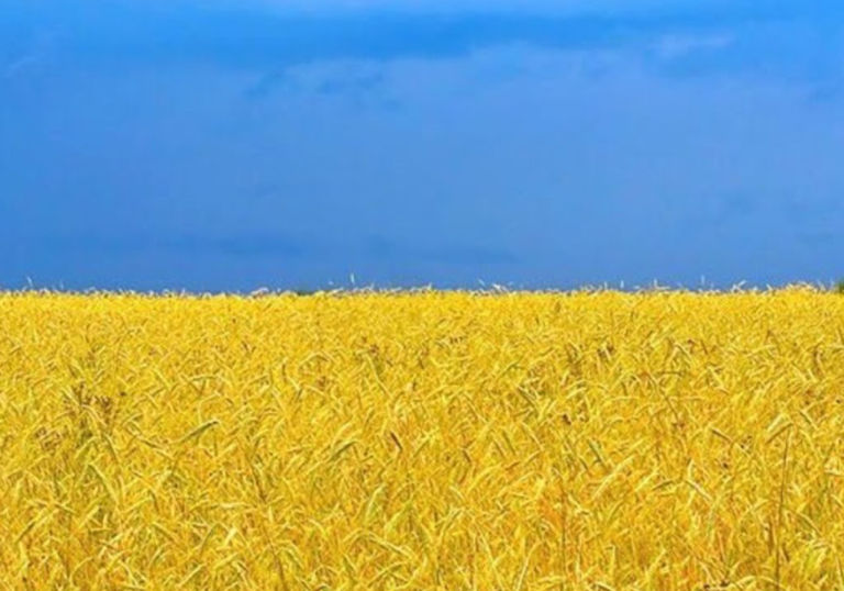 En gul åker med blå himmel blir flagget til Ukraina